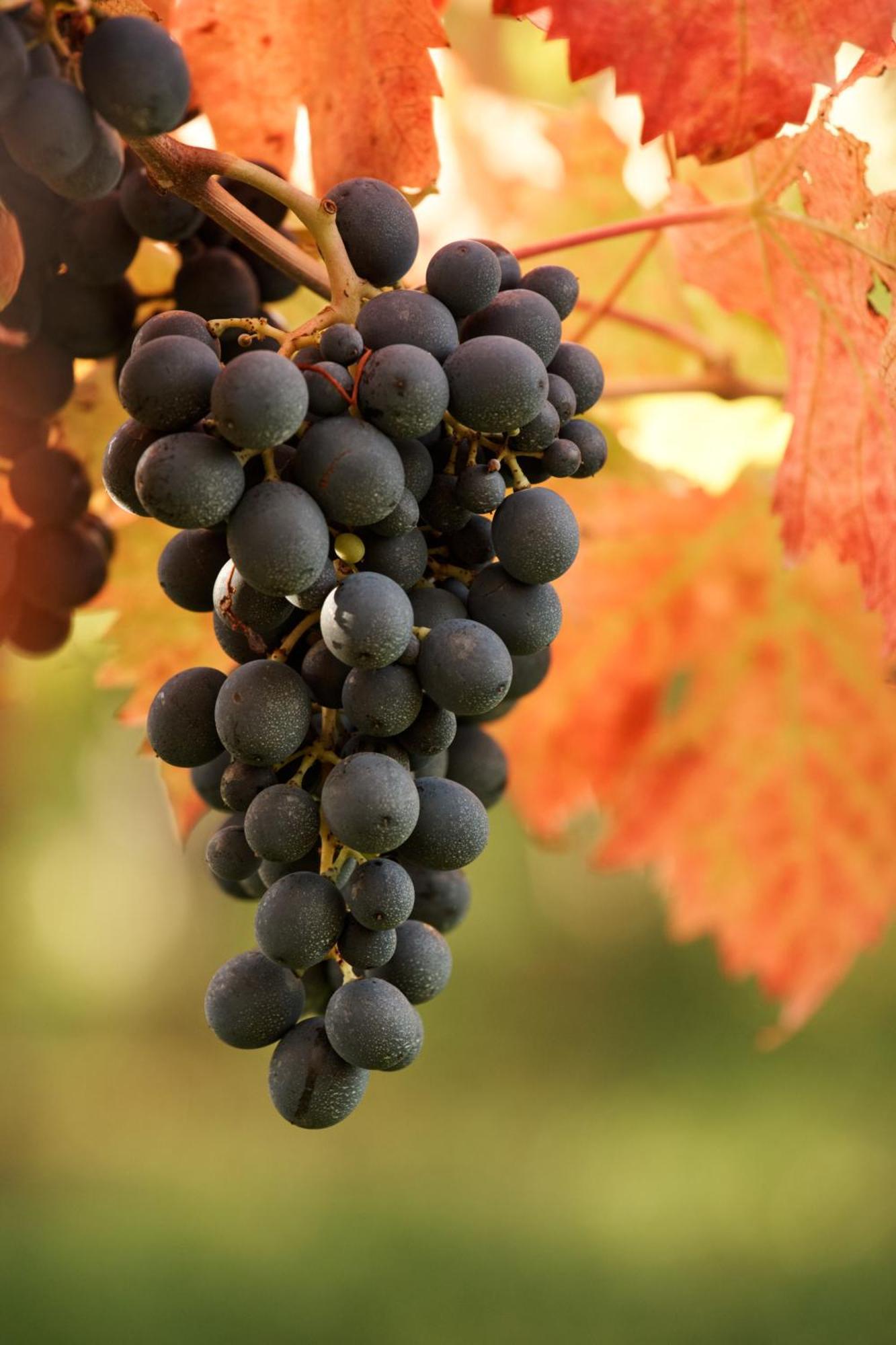 La Casa Del Vino - B&B Tollo Zewnętrze zdjęcie
